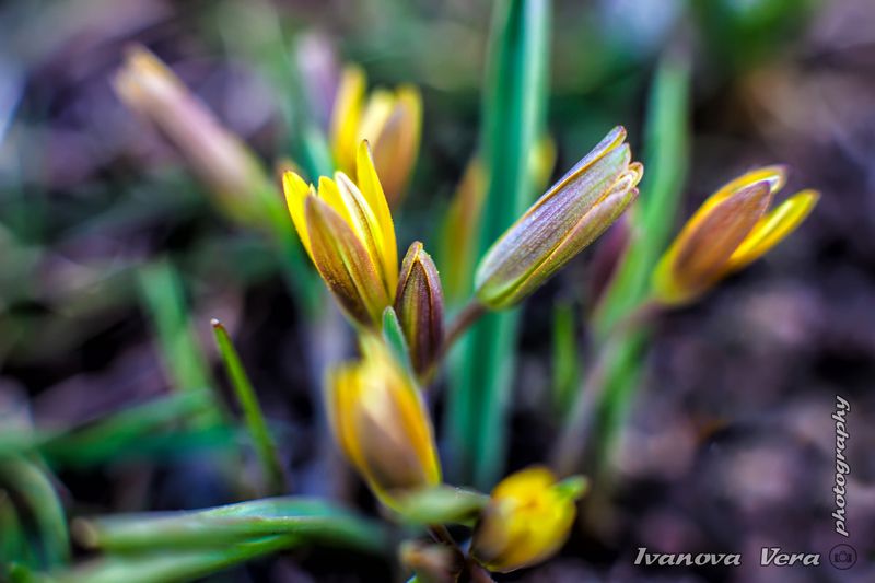 пейзаж,  природа, цветы, подснежник, фотограф, Алматы, фотограф алматы, весна, красота,   awesome, amazing,, photographer, beauty Подснежникиphoto preview