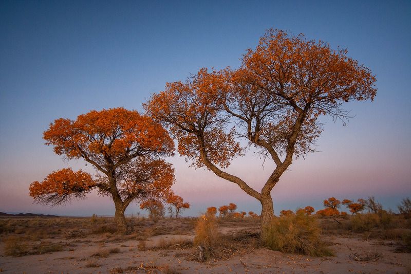 Туранга, дерево в степи, дерево в песках, желтое дерево, желтая листва, степь, пески, осень, осеннее, казахстан. алтын-эмель photo preview