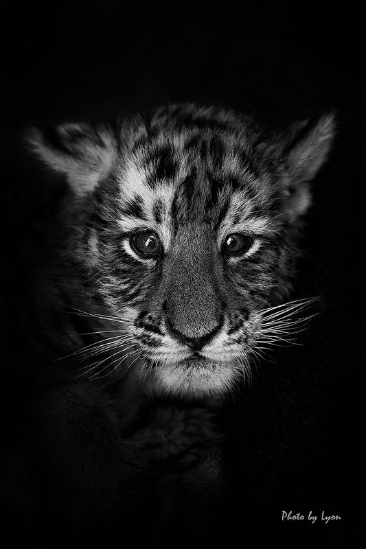 Portraits of animalsphoto preview