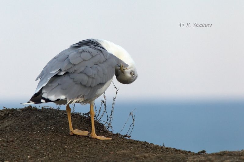 хохоту́нья, степная чайка,larus cachinnans,birds,птица,птицы,фотоохота,чайка А так вы интересней !photo preview