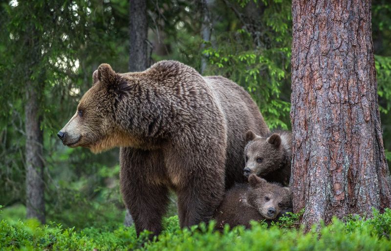 медвежата, медведица, бурый медведь, brown bear, she-bear, bear-cub .photo preview