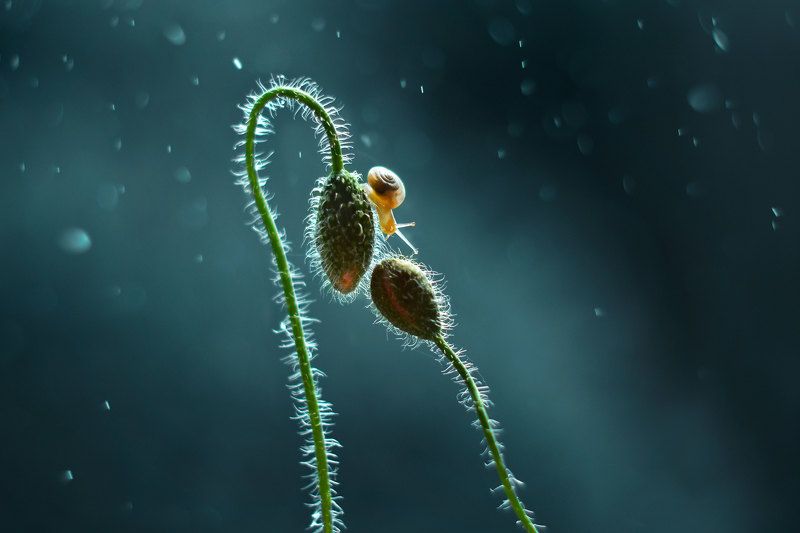 макро, природа, улитка, мак photo preview