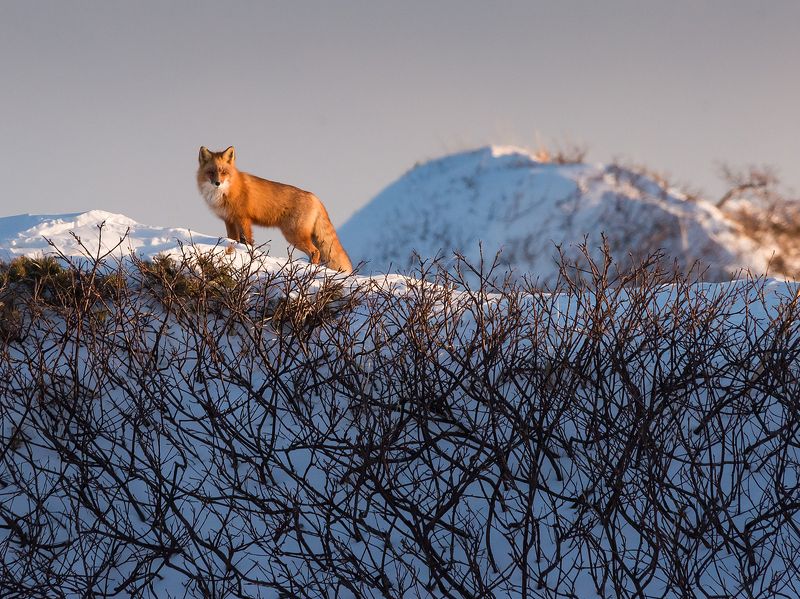 Лисьи уловкиphoto preview