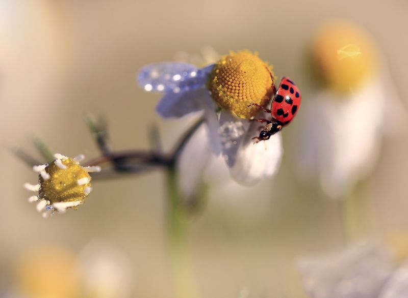 Утро,солнце,поле,ромашка,божья коровка. На рассвете.photo preview