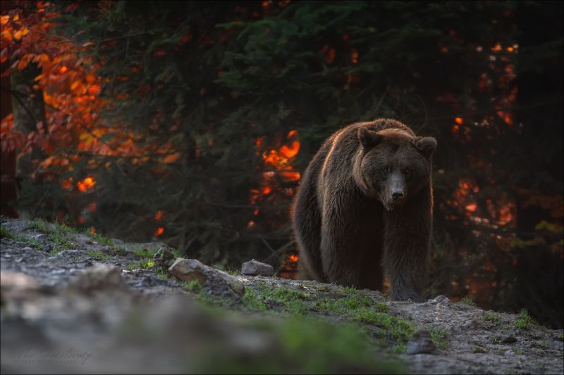 карпаты, синевир, бурый медведь, центр реабилитации бурого медведя, осень, bear^, карпаты, водопад, шипот, украина, осень, горы, фототур по карпатам, влад соколовский, phototravel.pro, лумшоры, синевир, каменка, гук, ясиня, лазещина, петрос, говерла, горы Ну здравствуй, турист ...photo preview
