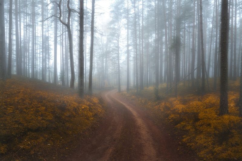 Лес, осень *****photo preview