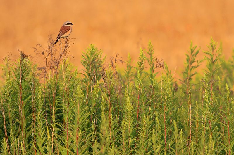 birds,wildlife,animal,wild,scene,bird,nature,beauty,natural,fields,evening,spring Lizard Hunterphoto preview