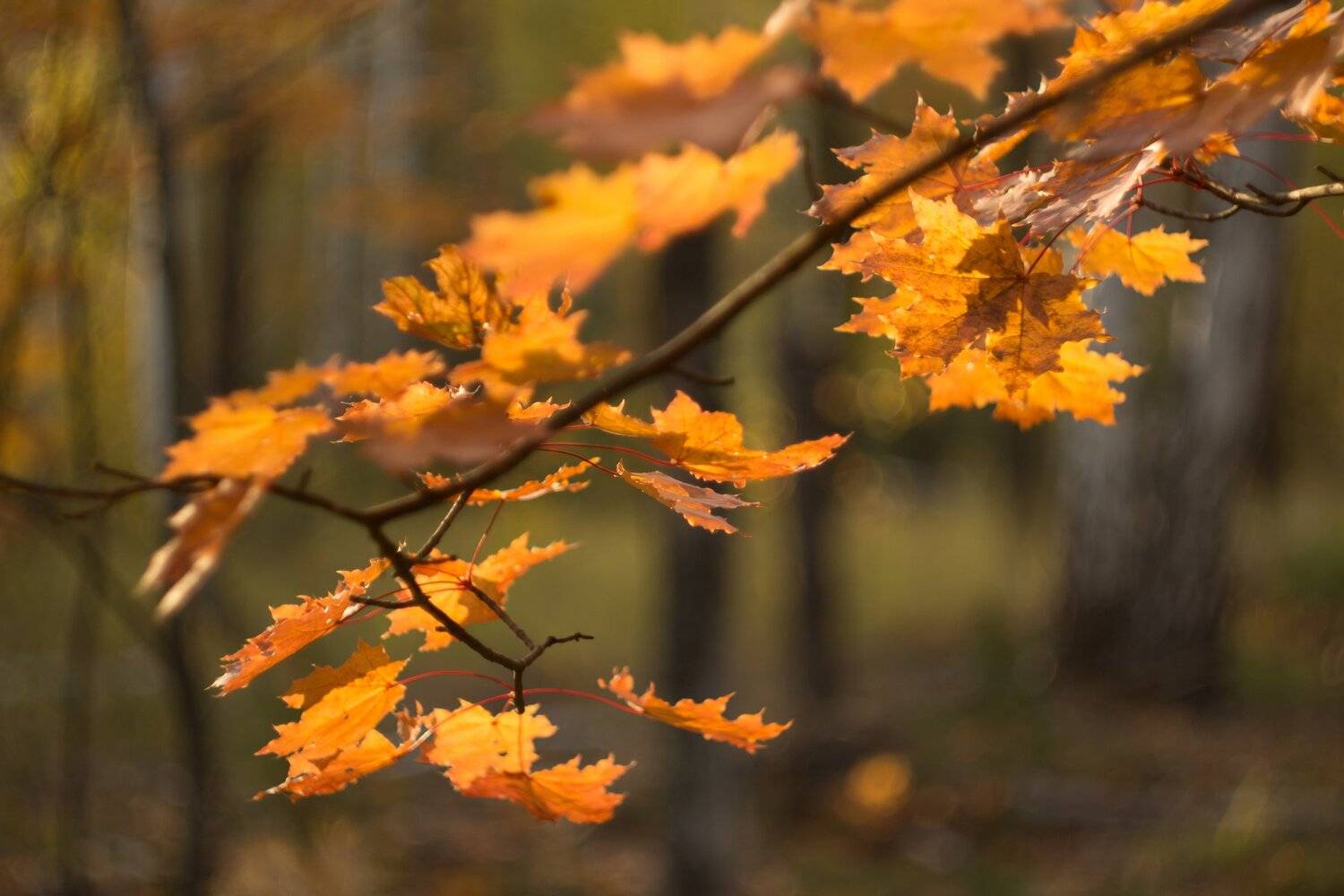 Автор: Руслан Востриков , Руслан Востриков