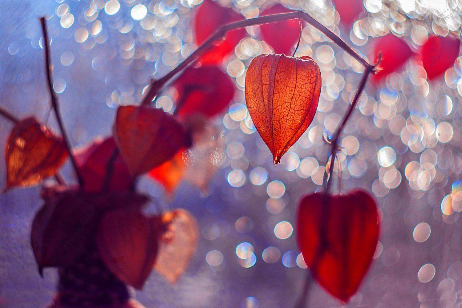 , Марина Соколова