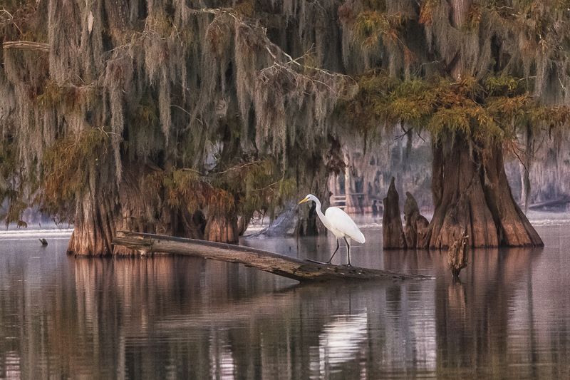 кипарис, болото, осень, цапля Цапля в интерьереphoto preview