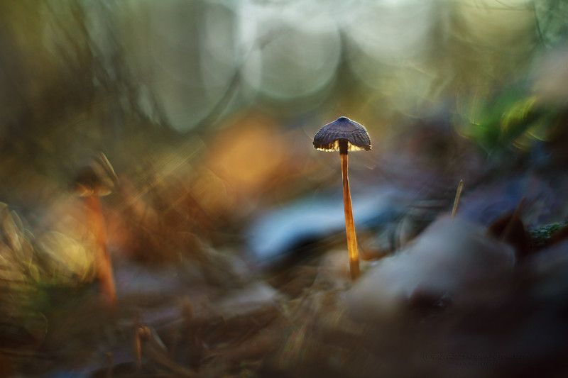 In the forestphoto preview