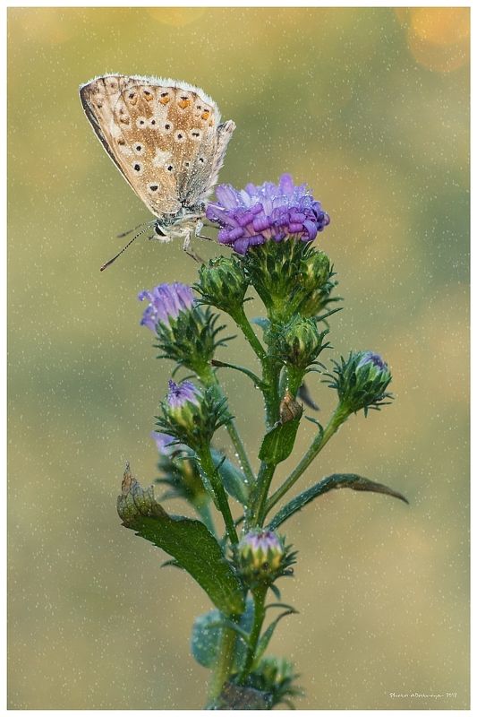 macro nature butterfly Come In From The Rainphoto preview