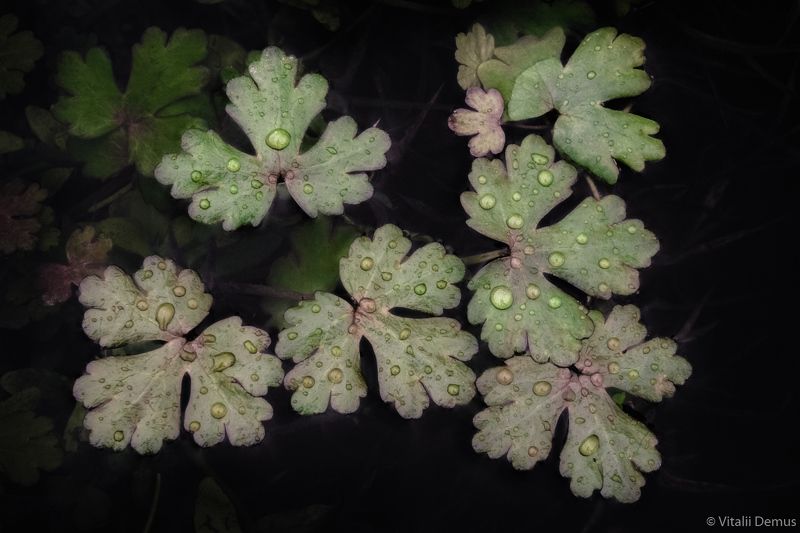 осень, вода, листья, абстракция, крупный план Листья на воде. Природа Одесской области.photo preview