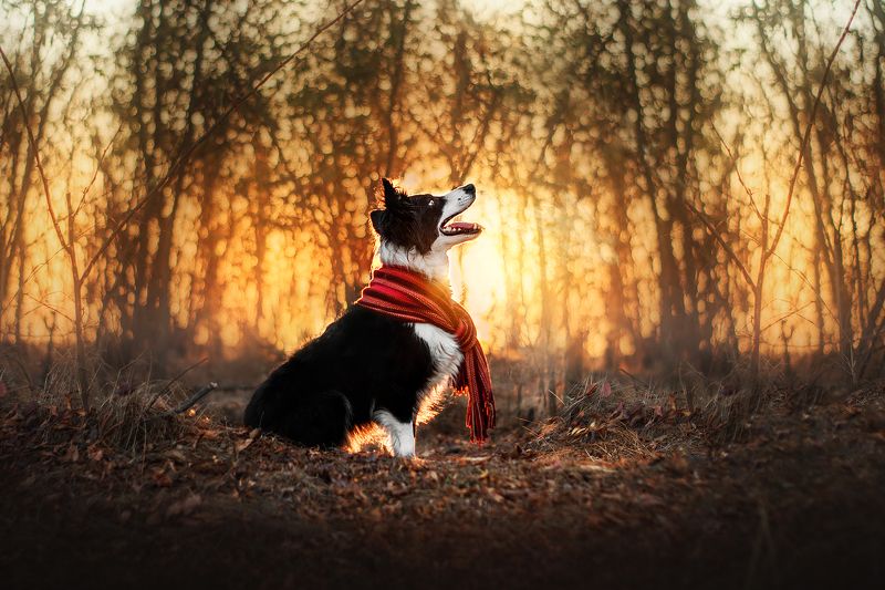 собака, закат, солнце, животные, природа Закатphoto preview