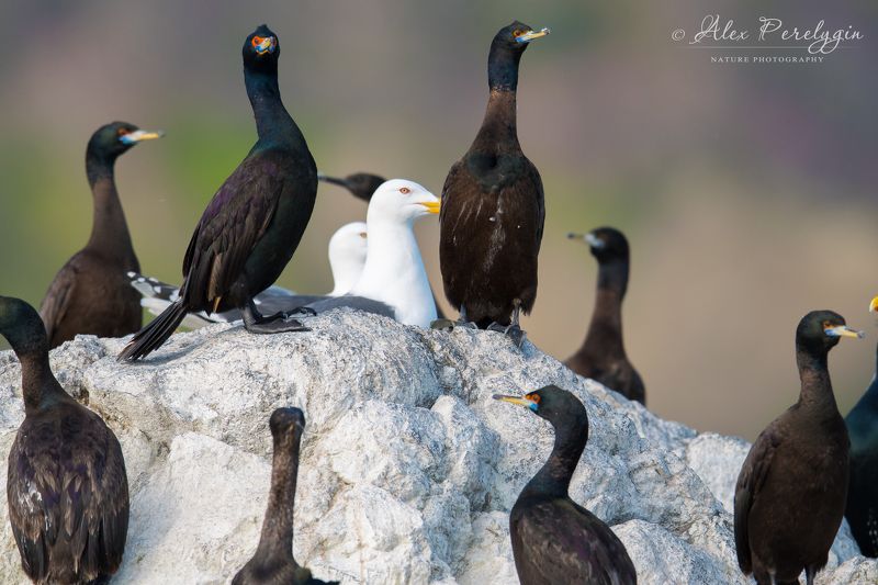 Краснолицые балланыphoto preview