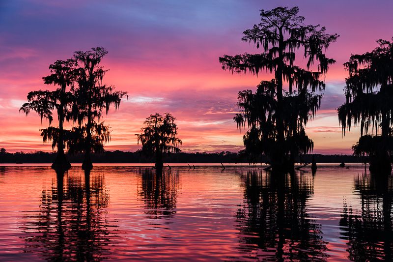 кипарис, болото, осень, закат Кипарисовая феерияphoto preview