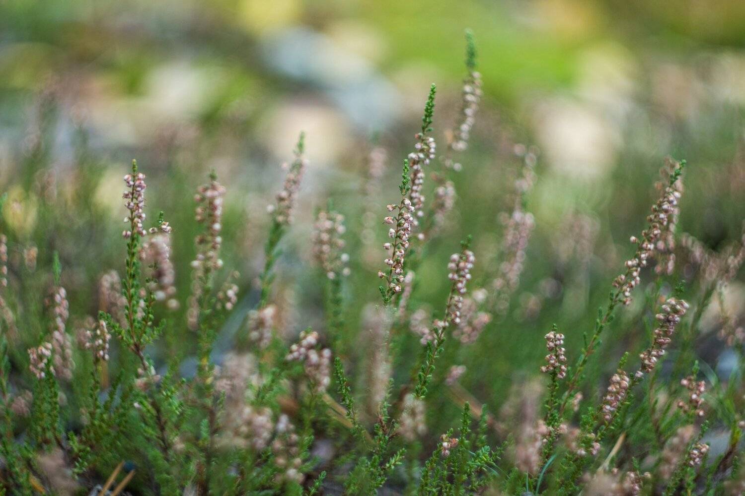 , Руслан Востриков