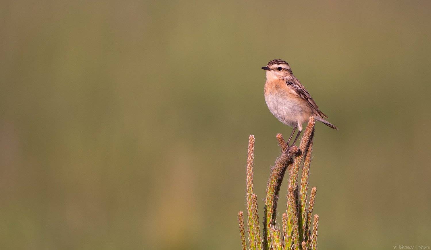 чекан, Алексей Лобанов