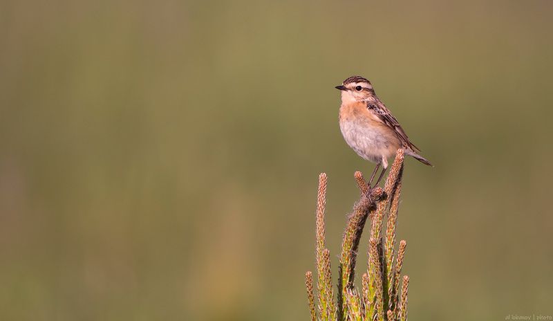 чекан Чеканша на соснеphoto preview