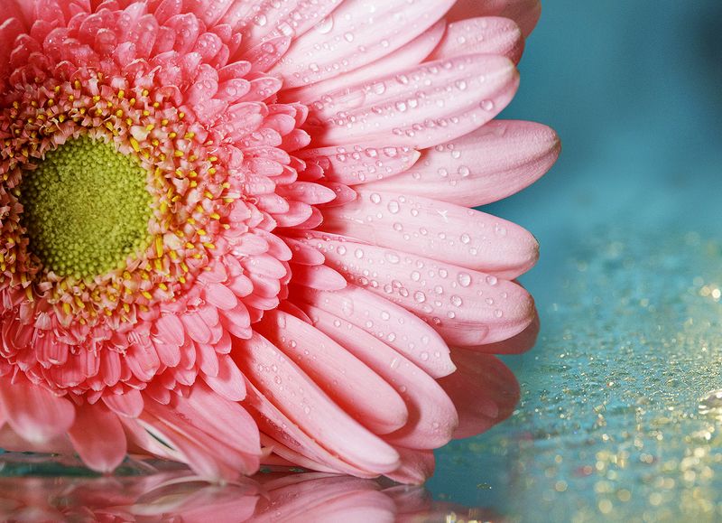 Gerberaphoto preview