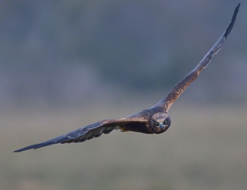 bird, bird of pray, wings, flight, feathers, harrier Marsh harrierphoto preview