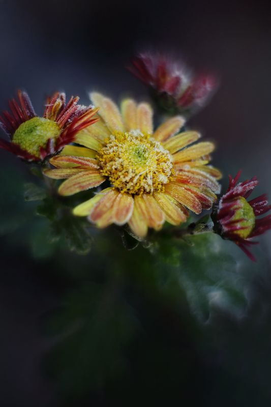 осень иней мороз цветок утро ***photo preview