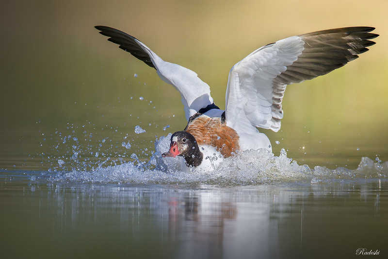 Landingphoto preview