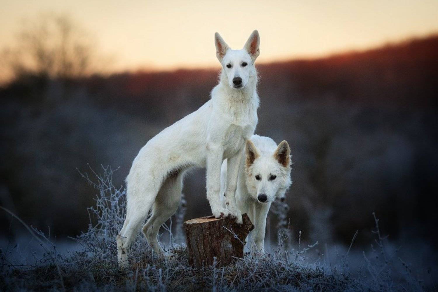 , Андриянкина Светлана