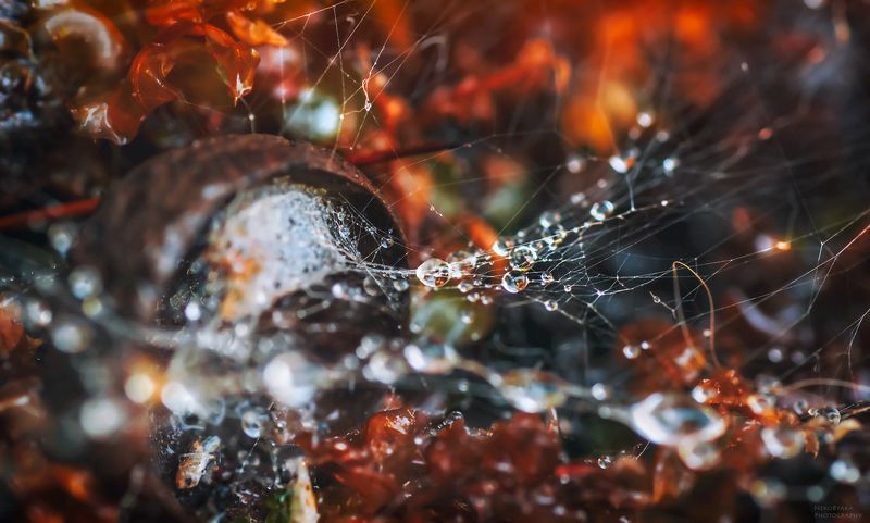 макро, природа, лес, мох, паутина, капли, желудь, macro, nature, forest, moss, cobweb, drops, acorn, Лесные силкиphoto preview