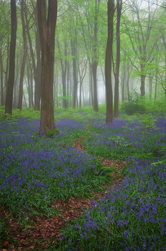 uk, england, hampshire, bluebells, micheldever wood England. Hampshirephoto preview