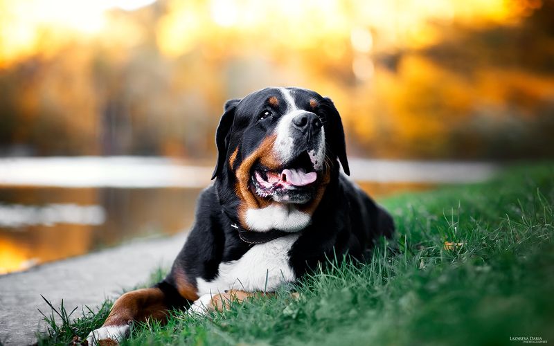 собака, природа, зенненхунд, лес, осень, пруд Марсельphoto preview