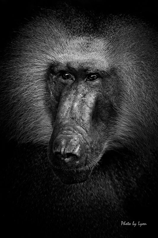 Portraits of animalsphoto preview