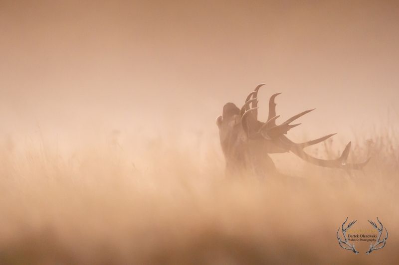 #deer #nature #wildlife #animals #mammals #zwierzeta #jelen   Red Deerphoto preview