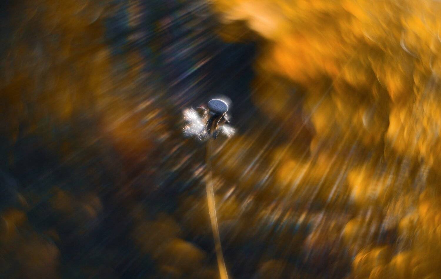 Солнечный дождь.. Автор: Sixten ( Сергей ) осень, природа, беларусь, лес, Sixten ( Сергей )