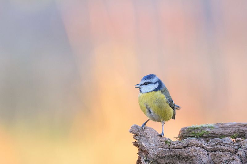 Blue titphoto preview