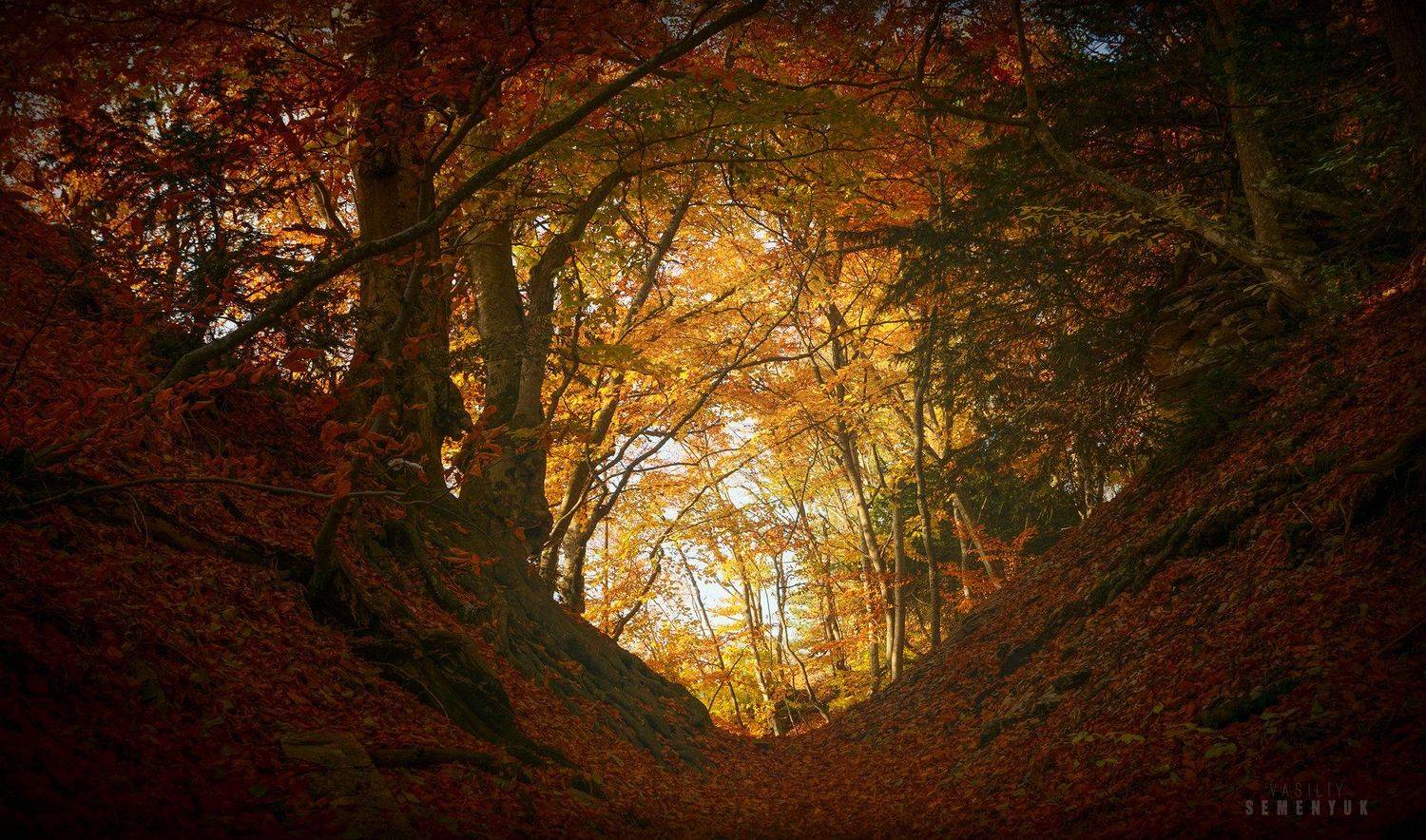 крым, таракташ, лес, осень, листва., Семенюк Василий