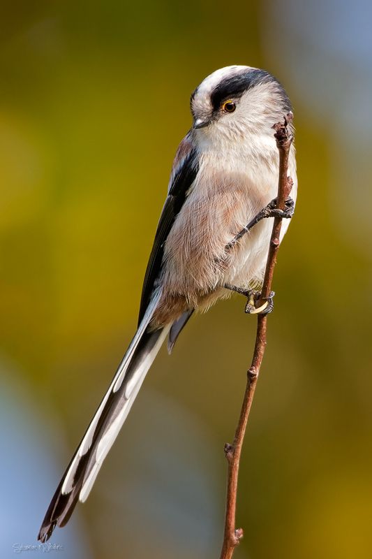 bird Long-tailed tit (Aegithalos caudatus)photo preview