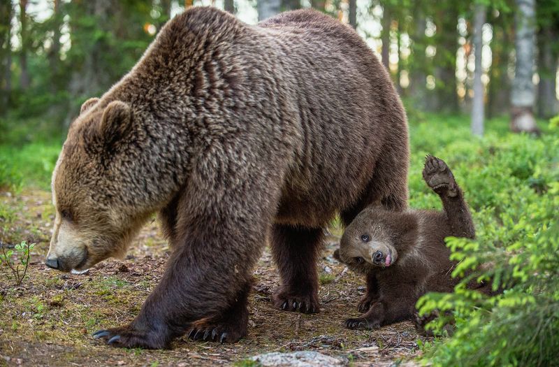 #where\\\'s, cece?, #bear_cub, #brown_bear Where is the nipple?photo preview