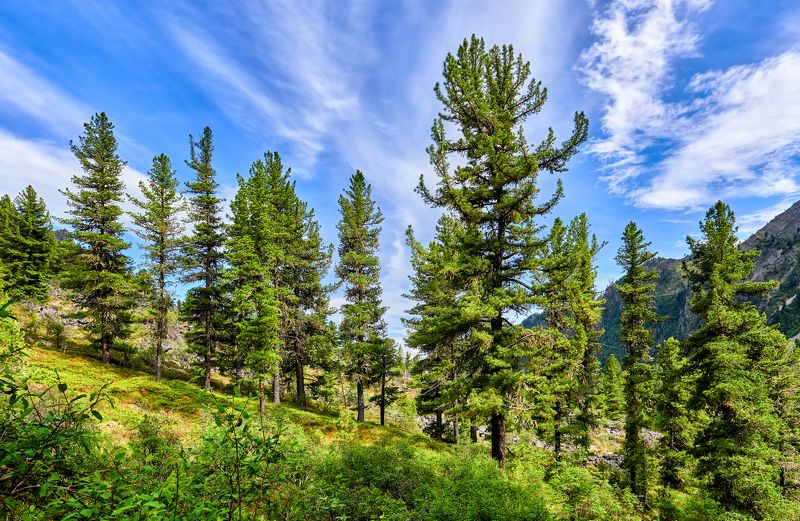 Сибирские кедрыphoto preview