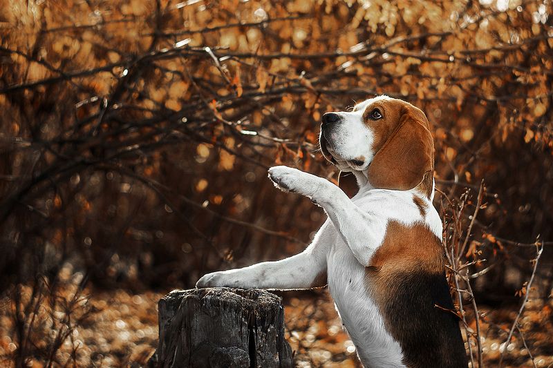 собака, анималистика, осень, поле, бигль Биглиphoto preview