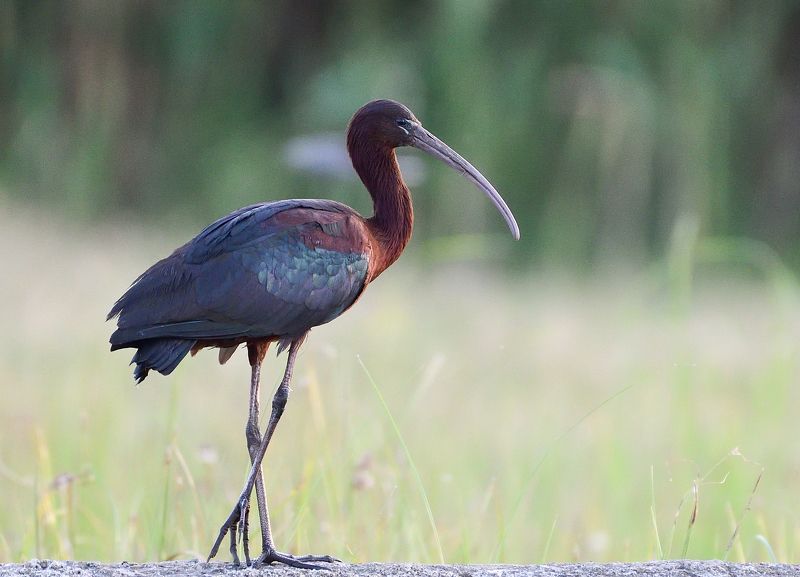bird, birds, wings, feathers, flight, birdwatching, birding, ibis Glossy ibisphoto preview
