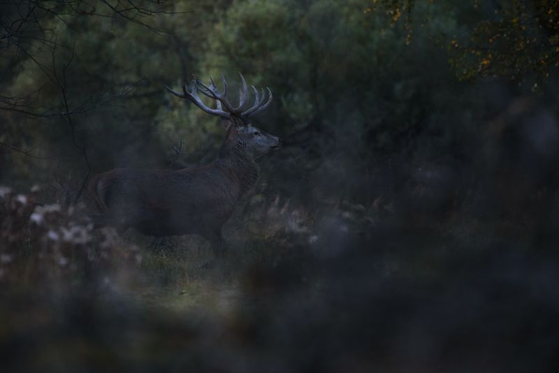 благородный олень, олень, лес, гон, калужская область, рога Благородный олень фото превью