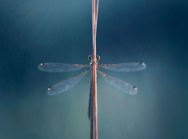 макро, природа, стрекоза, стрекоза стрелка photo preview