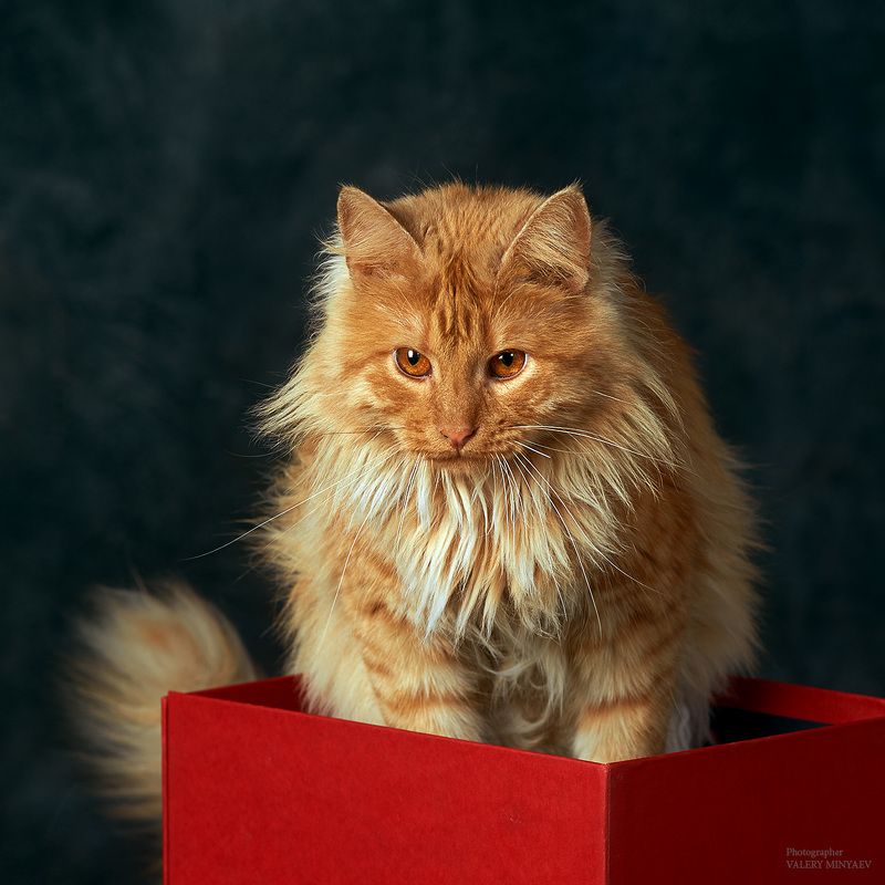 Рыжийphoto preview