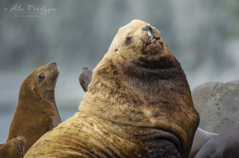 Хозяин гаремаphoto preview