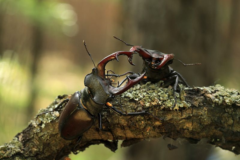 Разборкиphoto preview