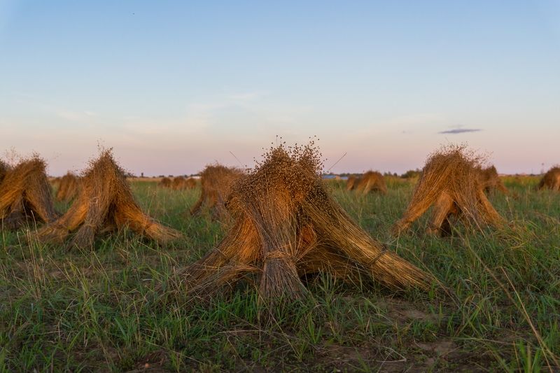 pskov, pleskau, псков, landscape, природа, сноп, снопы, nature, nikon, nikonrussia Снопыphoto preview