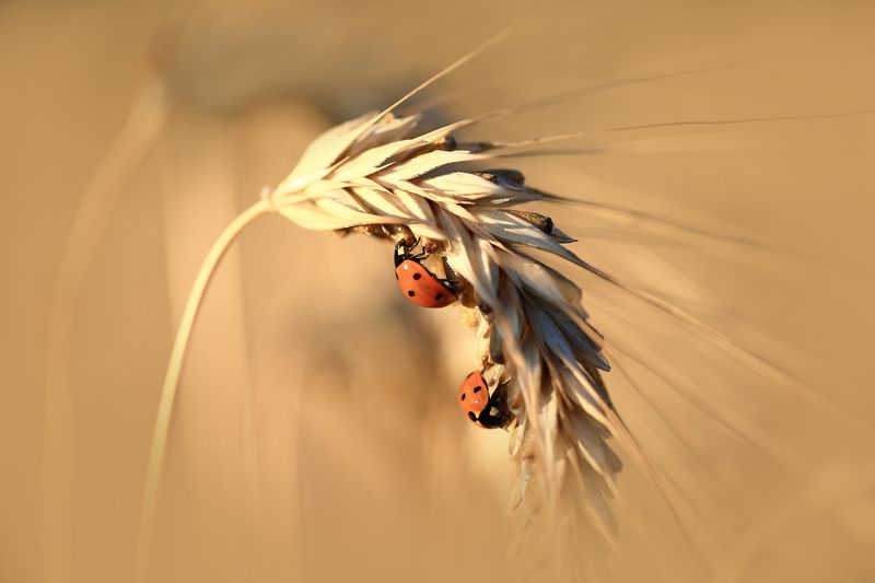 Лето,поле,колос,солнце. Над пропастью на ржи.photo preview