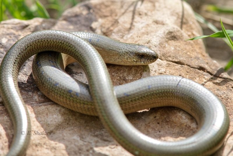 lizards,reptilia,ящерица,рептилии,ломкая веретеница,безногая ящерица,anguis fragilis А ноги где ???photo preview