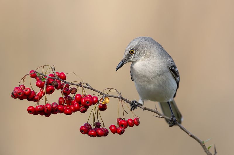 многоголосый, пересмешник, northern, mockingbird Любитель ягод. Многоголосый пересмешникphoto preview